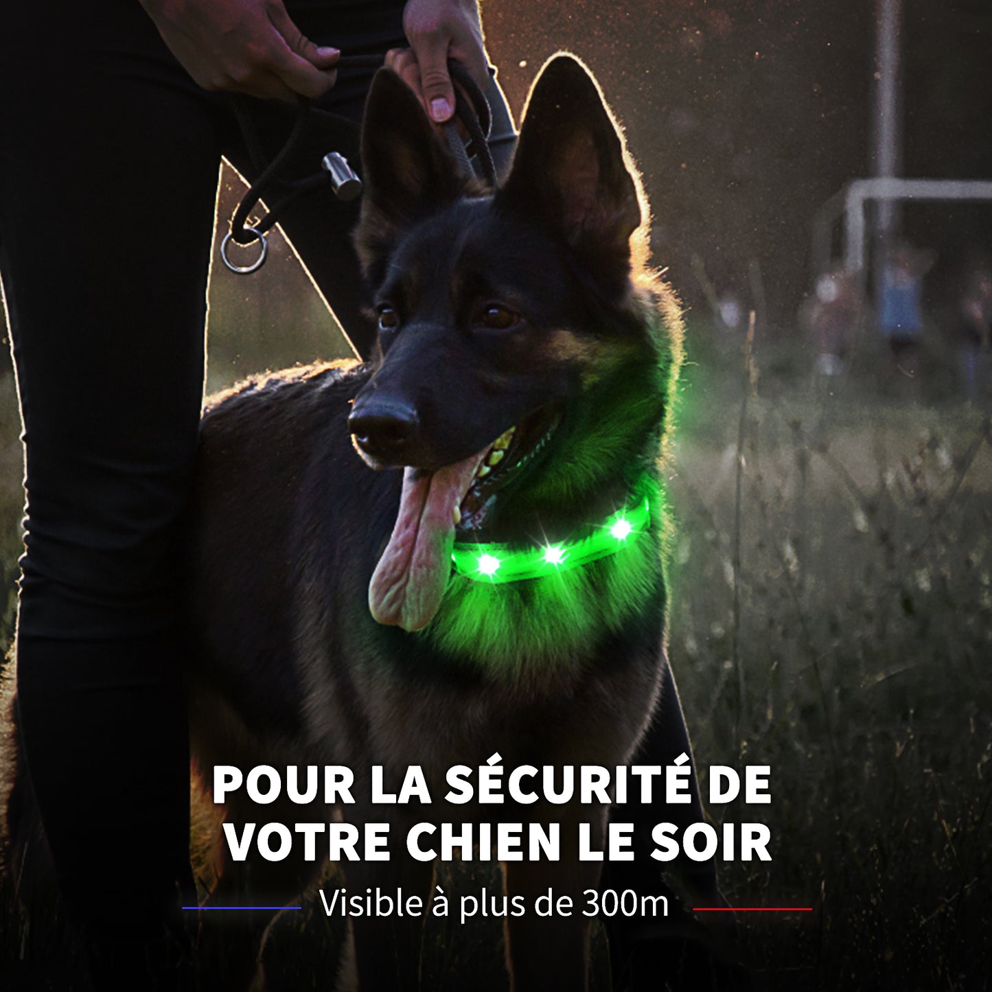 Collier lumineux rechargeable Dandy Dogs "GLOW"