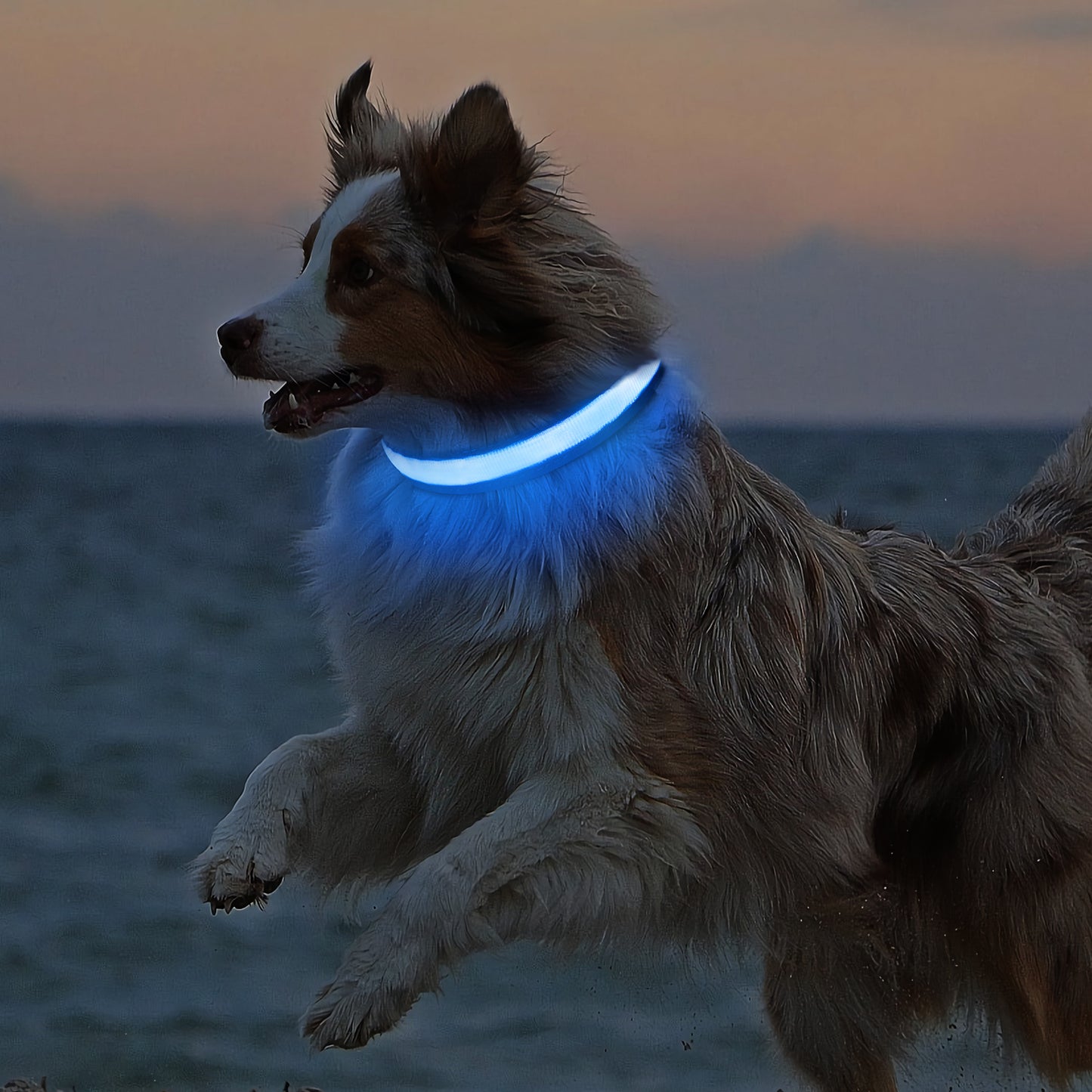 Collier lumineux rechargeable Dandy Dogs "Classic LED"